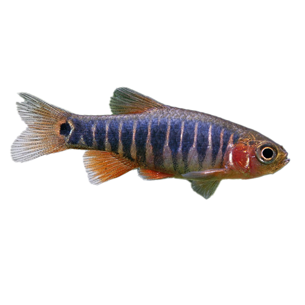 Imagem do peixe Danio Esmeralda